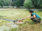 penangkaran-buaya-blanakan-subang_20170902_101323.jpg