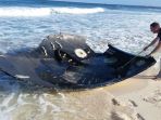 penemuan-aneh-di-laut_20170324_132843.jpg