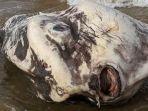 penemuan-ikan-mirip-alien.jpg
