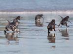 penguin-biru-kecil-berlari-menuju-laut-setelah-dilepaskan-oleh-pekerja-kehidupan-liar.jpg