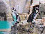 penguin-di-ocean-dream-samudra.jpg
