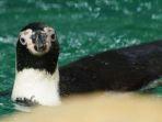 penguin-humboldt-di-ocean-dream-samudra-ancol.jpg