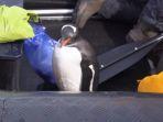 penguin-melompat-ke-perau-wisata.jpg
