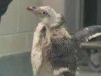 penguin_20161028_230115.jpg