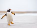 penguin_20170923_145609.jpg