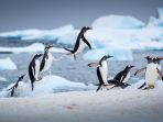 penguin_20180309_151634.jpg