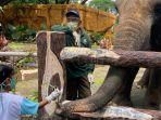pengunjung-anak-yang-sedang-memberi-makan-gajah-di-kebun-binatang-surabaya.jpg
