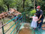 pengunjung-anak-yang-sedang-memberi-makan-jerapah-di-kebun-binatang-surabaya.jpg