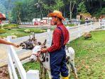 pengunjung-berfoto-dengan-koleksi-satwa-di-cimory-dairyland-puncak-3.jpg