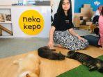 pengunjung-bermain-dengan-kucing-di-neko-kepo-caffe.jpg