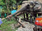 pengunjung-di-gembira-loka-zoo.jpg