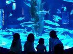 pengunjung-jakarta-aquarium.jpg
