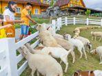 pengunjung-memberi-makan-satwa-di-cepogo-cheese-park-kabupaten-boyolali-jawa-tengah.jpg