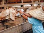 pengunjung-memberi-susu-pada-kambing-di-kuntum-farmfield.jpg