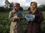 pengunjung-memetik-buah-strawberry-di-bener-meriah.jpg