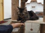 pengunjung-paw-paw-cafe-bermain-dengan-kucing.jpg
