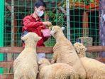 pengunjung-the-farm-pancawati.jpg