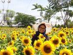 pengunjung-yang-foto-di-hamparan-taman-bunga-matahari.jpg