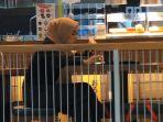 15 Hal yang Sebaiknya Tidak Dilakukan saat Makan di Restoran Ketika Pandemi Covid-19