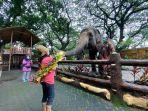 pengunjung-yang-sedang-memberi-makan-gajah-di-kebun-binatang-surabaya.jpg