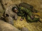 penjaga-konservasi-badak-tidur-dengan-tiga-bayi-badak_20171030_103119.jpg