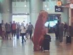 penumpang-pesawat-kenakan-kostum-dinosaurus-saat-di-bandara.jpg