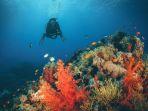 penyelam-di-laut-merah-kota-jeddah-arab-saudi.jpg