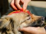 penyembahan-anjing_20171021_211232.jpg