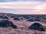 penyu-di-pulau-raine-queensland-australia.jpg