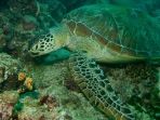 Nelayan di Vietnam Ini Tolak Terima Uang Rp 6 Juta Demi Lepaskan Seekor Penyu Langka Kembali ke Laut