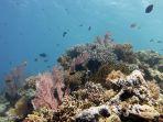 perairan-di-pulau-menjangan.jpg
