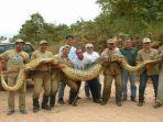 perbandingan-anaconda.jpg