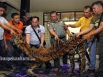 perdagangan-kulit-harimau_20161127_112332.jpg