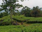 perkebunan-teh-cianten.jpg