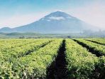 perkebunan-teh-kayu-aro-jambi_20171115_121218.jpg