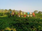 perkebunan-teh-pagilaran_20180507_191055.jpg