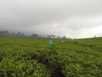 perkebunan-teh_20160818_183901.jpg