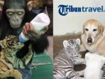 persahabatan-hewan_20170611_222718.jpg