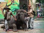 pertunjukan-elephants-story.jpg