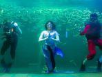 pertunjukan-putri-duyung-ocean-dream-samudra-1.jpg