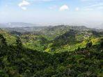 pesona-alam-di-blue-mountain-jamaika-cek-fakta-uniknya.jpg