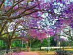 pesona-bunga-jacaranda.jpg