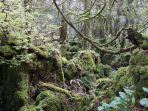 pesona-puzzlewood-di-inggris.jpg
