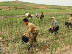 petani-di-korea-utara_20180123_145400.jpg