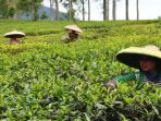 petani-teh_20170228_085209.jpg
