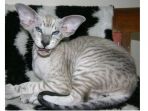 peterbald_20180205_124436.jpg