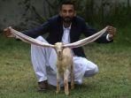peternak-mohammad-hasan-narejo-menampilkan-telinga-anak-kambing-simba.jpg
