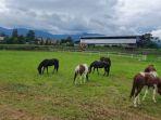 peternakan-dan-tempat-berkuda-di-the-ranch-cisarua.jpg