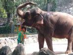 petugas-sedang-memberi-makan-satwa-gajah.jpg