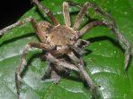 phoneutria-laba-laba-pengembara-brasil-1.jpg